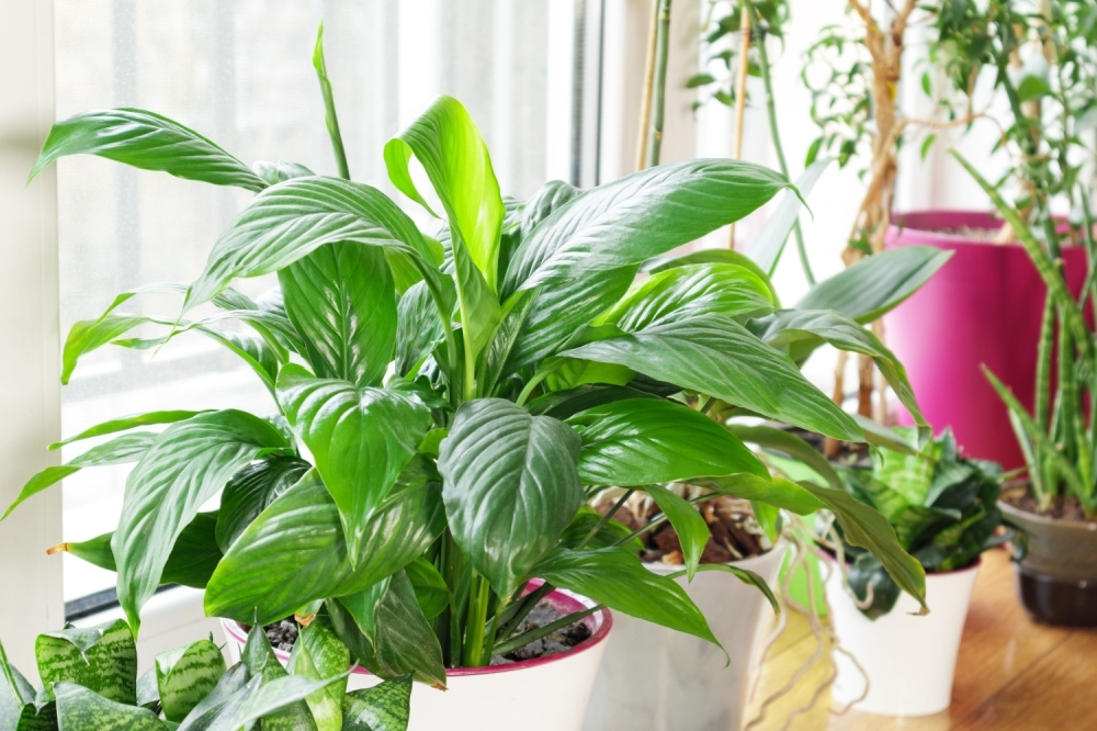 how-to-clean-your-houseplants-walter-s-greenhouses-and-garden-centre