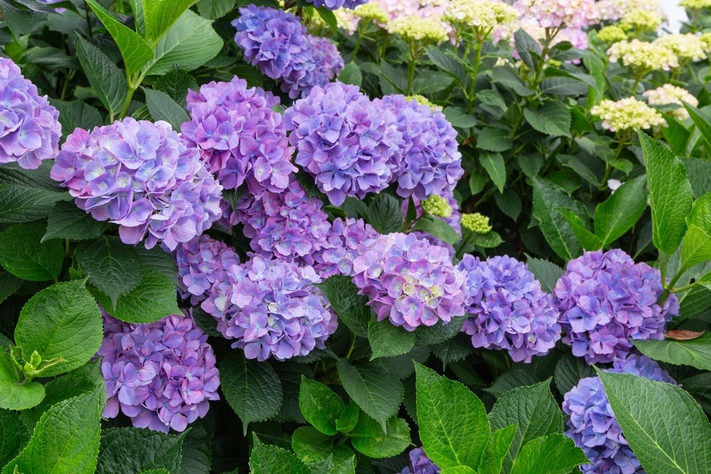 How to prune hydrangeas - Walter's Greenhouses and Garden Centre