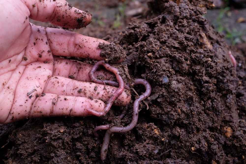 tips-for-healthy-soil-walter-s-greenhouses-and-garden-centre