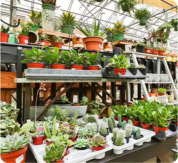 Walters-Greenhouses-indoor-plants-home-page