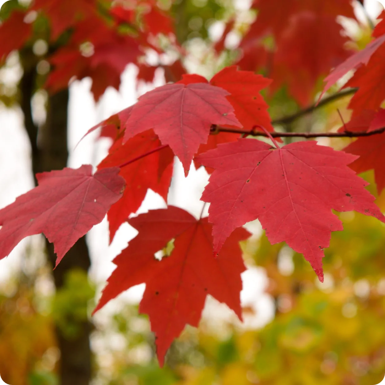 red maple